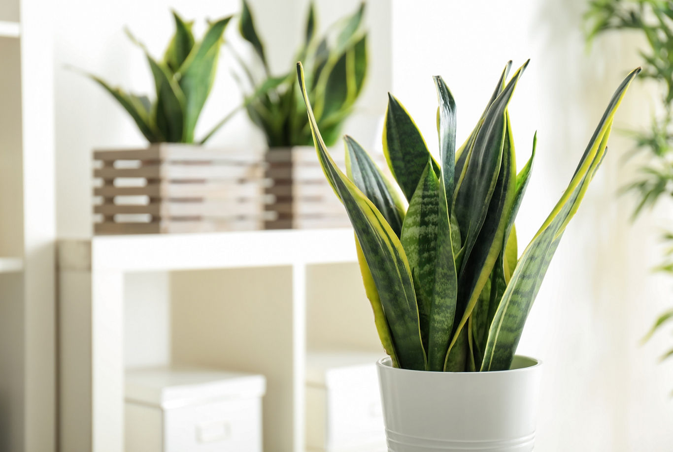 Snake Plant Décor | Blog | Greystar 